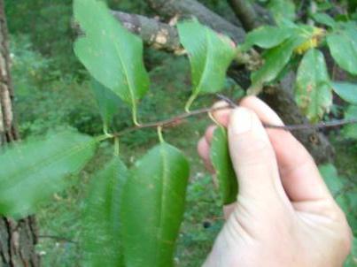 Какие полезные свойства у листьев вишни thumbnail