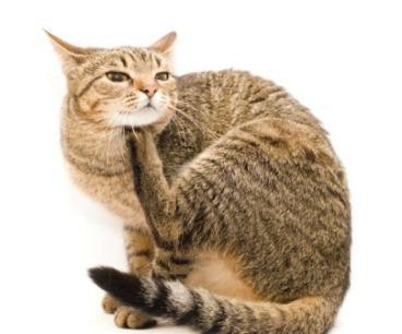 stop itching spray for cats