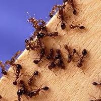 средство от домашних муравьев