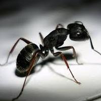 домашние муравьи как с ними бороться