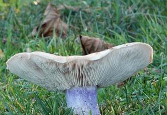 грибы съедобные синеножка