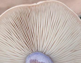 синеножка гриб описание