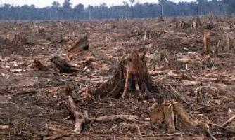 вырубка тропических лесов