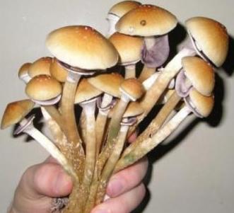 what mushrooms are edible photos