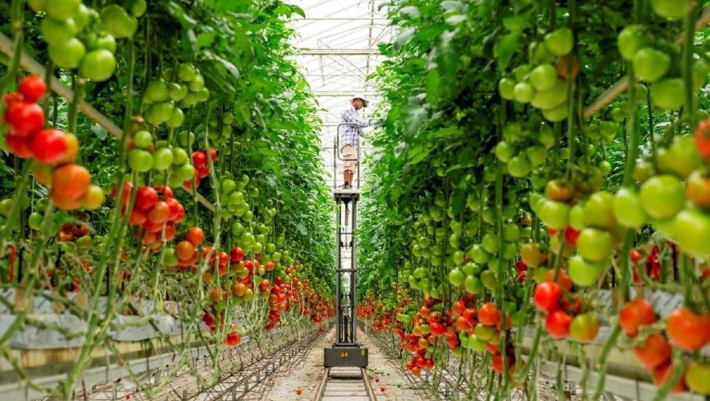 Выращивание кистевых томатов