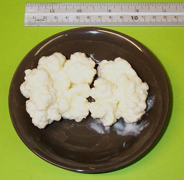 Тибетский молочный кефирный гриб