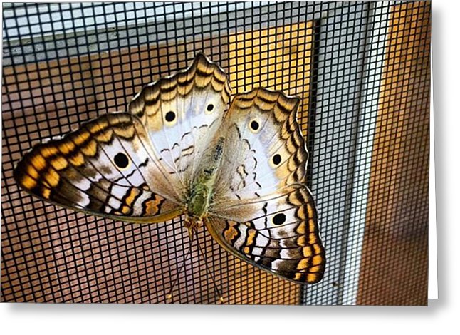 Бабочка на сетке