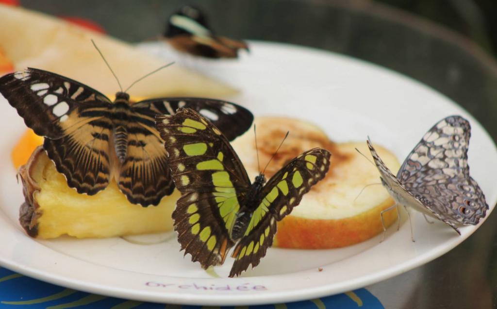Как кормить бабочек