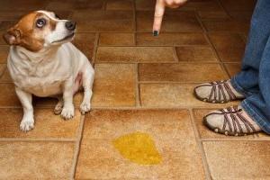 как отучить собаку метить дома