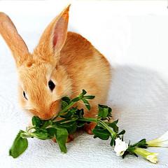 Фото кролик ест вишню