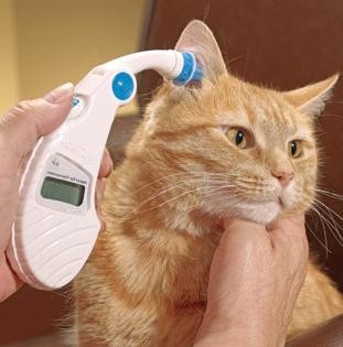 как померить тмпературу у кошки
