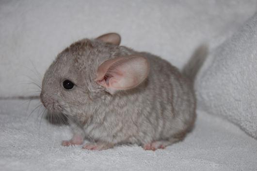 how much chinchilla lives at home