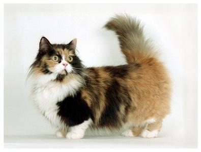 порода кошки с короткими лапами