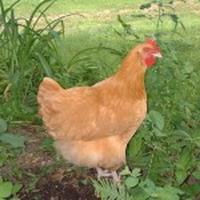 the best breeds of laying hens