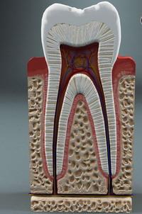 анатомия зубов