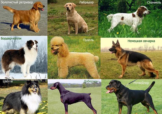 породы собак список