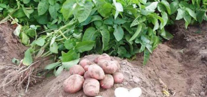 potato sonny grade description Price