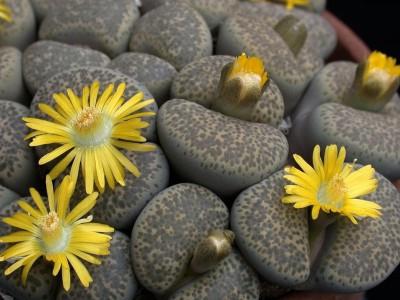 живые камни цветы 