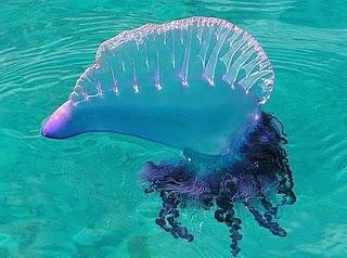португальский кораблик медуза 