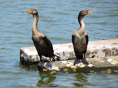 cormorant bird