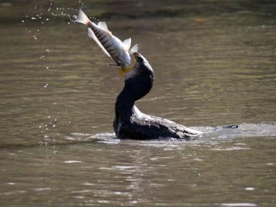 cormorant bird photo