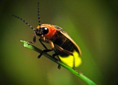 светлячок насекомое 