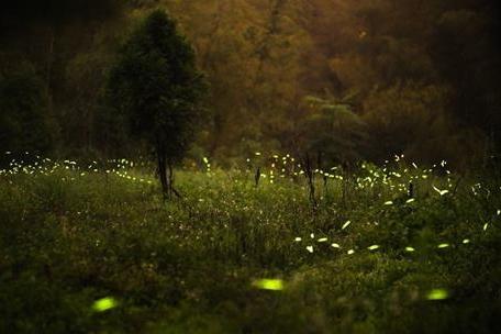 светлячки в лесу 