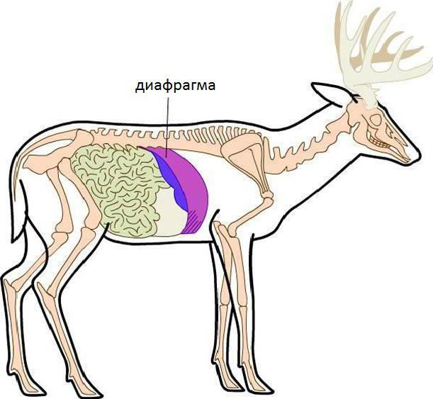 какие животные имеют диафрагму 