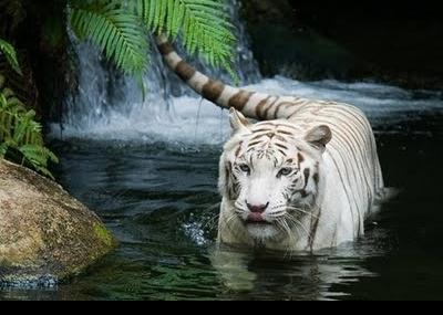 белый тигр фото 