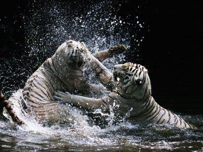 белые тигры 