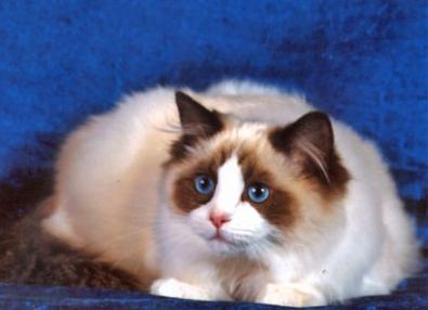 cat breed ragdoll