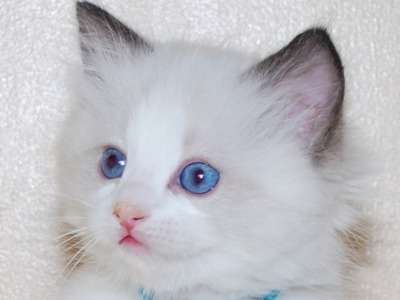 cat breed ragdoll Price