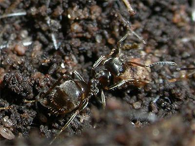 самка муравья с крыльями 