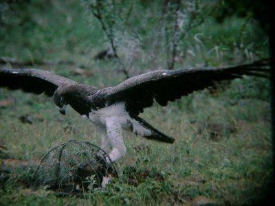 Венценосный орел фото