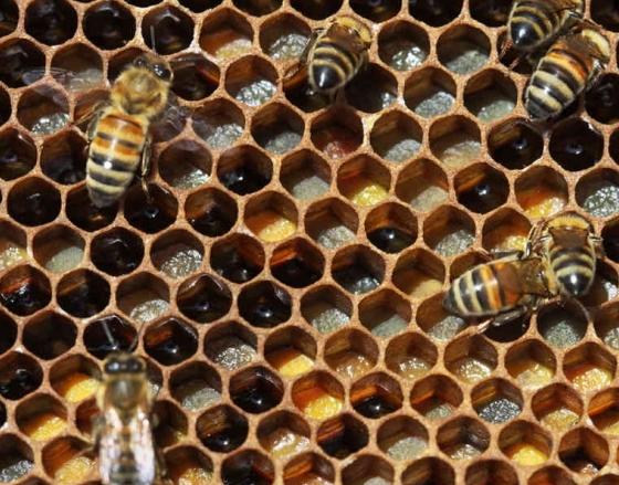 пчелиные соты могут вызвать отвращение 