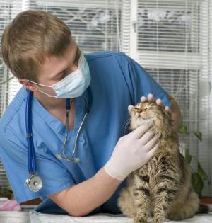 как лечить акне у кошек 