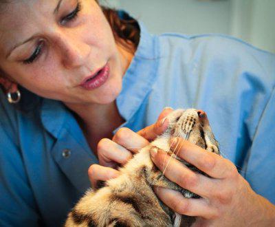 лечение акне у кошек 