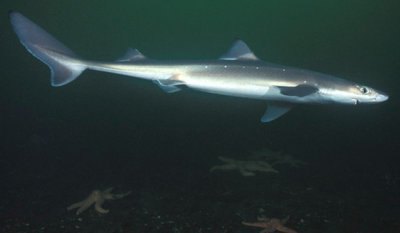 cannibals sharks in the black sea