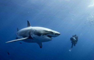 why sharks attack humans