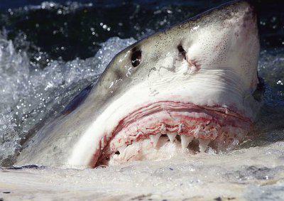 eater shark photo