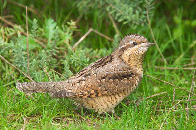 pinwheel bird