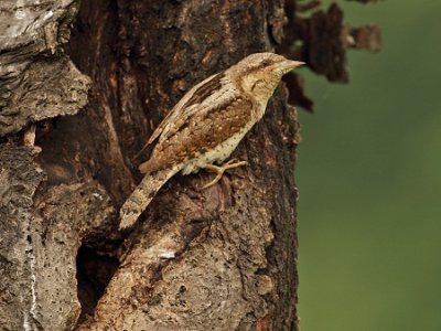 woodpecker family