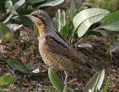 small forest bird