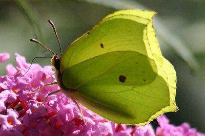 butterflies how many legs do they have