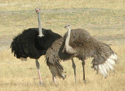 страусы черные африканские 