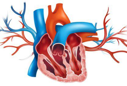 аорта сердца уплотнена 