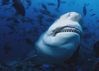 тупорылая акула или акула бык