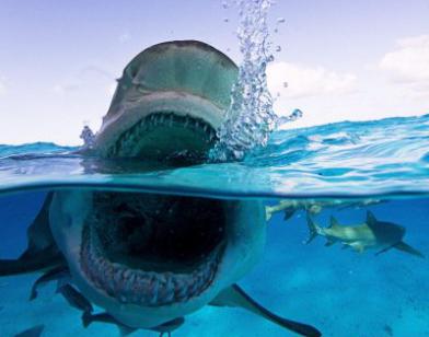 акула бык тупорылая акула 