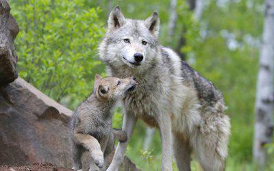 как волки учат детенышей охотиться 