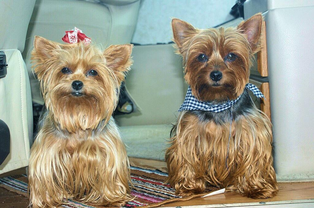 can there be an allergy to the yorkshire terrier